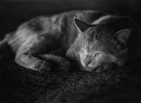 Kucing Tidur Hitam Dan Putih Anak Foto Gratis Di Pixabay Pixabay