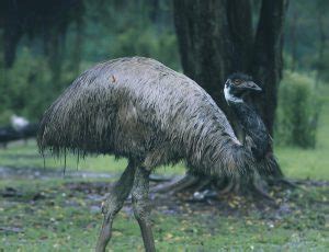 Strutting, Waddling, and Grazing: 21 Large Flightless Birds - The ...