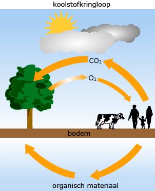 Kringlopen In De Natuur Wikiwijs Maken