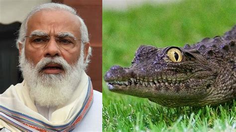 Crocodiles Are Innocent Rahul Gandhi Accuses PM Of Shedding