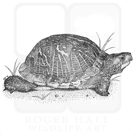 Tortoises Of The World Poster Print Inkart