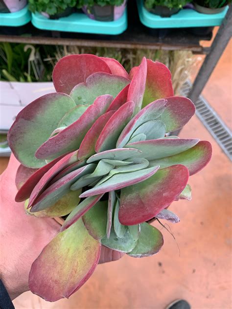 Kalanchoe Thyrsiflora Variegata Vaso Cm