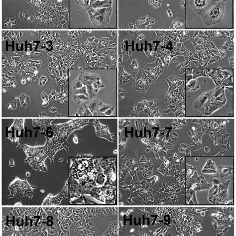 Growth Kinetics Of Huh7 Cell Lines Cells Were Seeded At 5 6 10 4