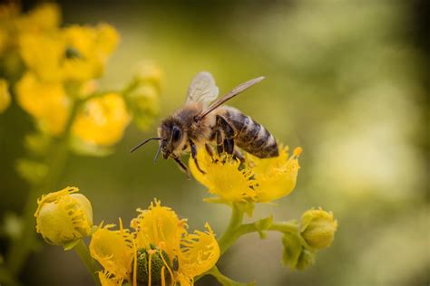 Yellow Jacket Sting Allergy