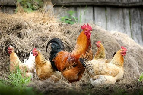 Gallinas Ponedoras 】crianza Alimentación Razas Y Más