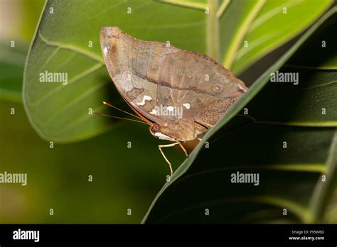 Autumn Leaf Butterfly Doleschallia Bisaltide Stock Photo Alamy