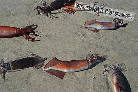 Mystery Of Mass Squid Suicides Possibly Solved 2024 Planeet Aarde