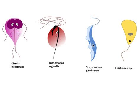 Single Celled Organisms Clipart Clipground