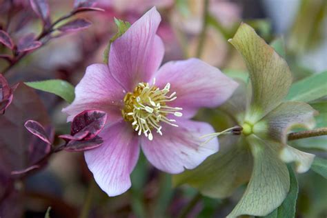 Five Of The Best Hellebores To Grow