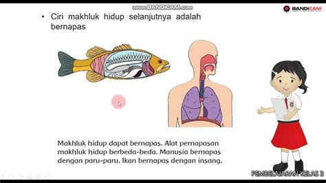 Kelas 3 Tema 1 St 1 Pb 2 Bahasa Indonesia Ciri Makhluk Hidup Bernapas