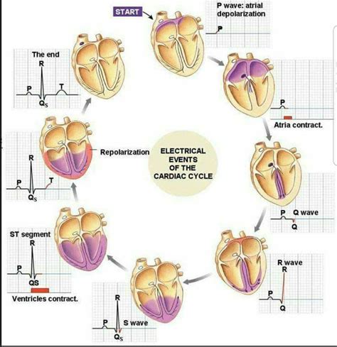 Pinterest Nurse Cardiac Nursing Nursing School Tips