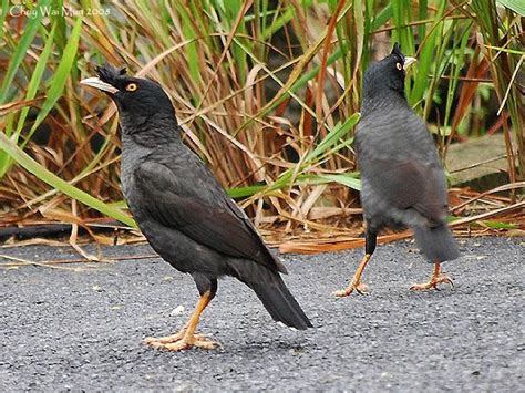 BERJALAK GAMBAR BURUNG JALAK KEBO 1