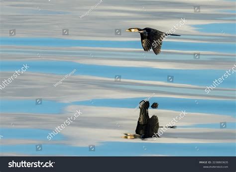 Little Pied Cormorant Victoria Australia Stock Photo 2238803635 ...