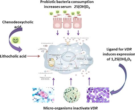 Vitamin D receptor, vitamin D and microbiota interactions. The vitamin ...