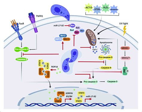 T Gondii Inhibition Of Host Cell Apoptosis T Gondii Impairs Both