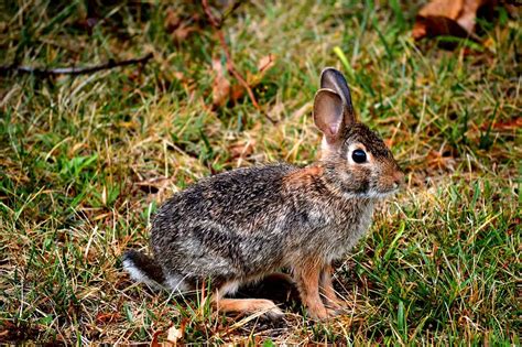 Hábitat do Coelho Características do Hábitat Silvestre e Possíveis