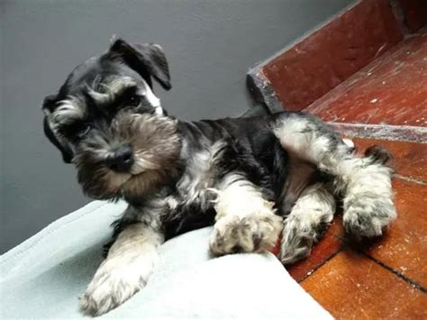 Schnauzer Miniatura Negro Y Plata Misminischnauzers