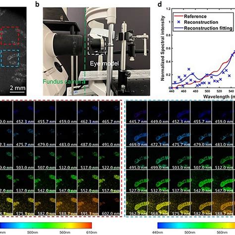 Spectral Imaging Of A Standard Eye Model A Reference Image Of The