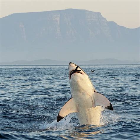 Great White Sharks Eating Seals