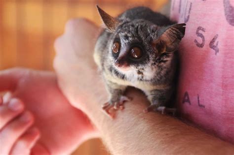 Why the Galago Is Called a Bushbaby - The Safari World