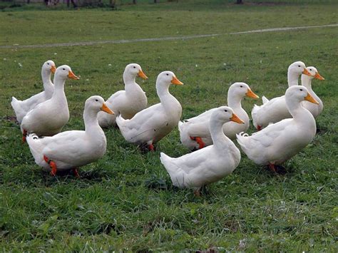 বেইজিং হাঁস বা পেকিন হাঁসের তথ্য Poultry Gaints