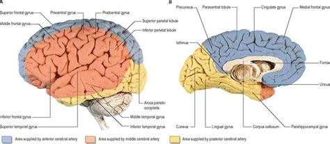 Vascular Supply And Drainage Of The Brain Basicmedical Key