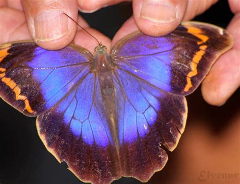 Insetologia Identifica O De Insetos Borboleta Olho De Boi Em S O Paulo