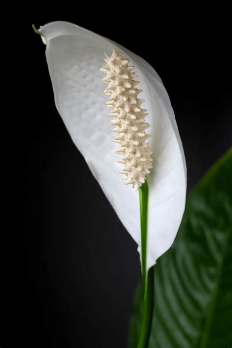 Peace Lily Flower Meaning, Symbolism, and Uses You Should Know - Store