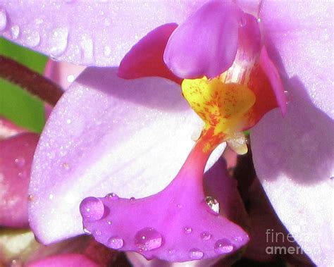 Malaysian Orchid Photograph by Colleen Elise | Fine Art America