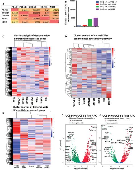 Frontiers Umbilical Cord Blood And Ipsc Derived Natural Killer Cells