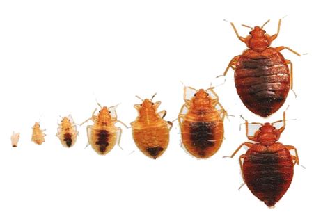 What Do Bed Bugs Look Like The Pest Advice