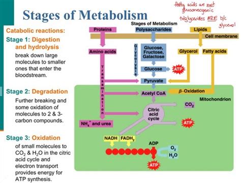 PHYSIO EXAM 4 METABOLISM Flashcards Quizlet