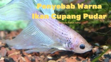 Penyebab Warna Ikan Cupang Pudar Pecinta Cupang Harus Tahu Youtube