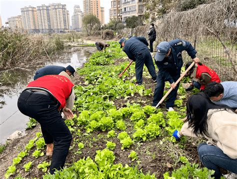 无为一小区集中整治毁绿种菜行为 文明 西苑社区 居民