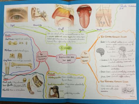 Anatomia Fisiologia E Higiene Mapa Conceptual Jlibalwsap