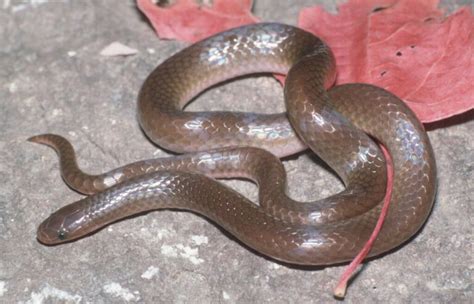 Eastern Worm Snake Facts, Description, Diet, and Pictures