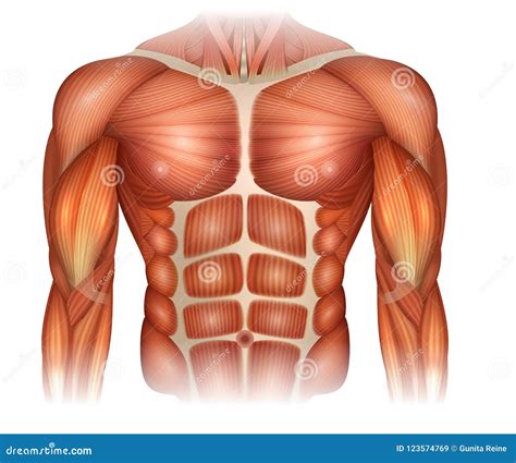 Illustrazione Interna Di Anatomia Del Torso Illustrazione Di Stock