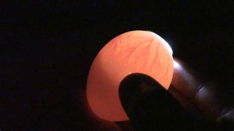 Candling Chick Eggs Day 7 Youtube