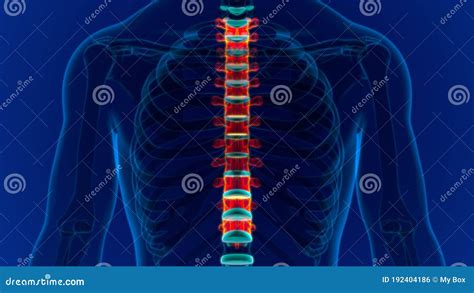 Scheletro Umano Colonna Vertebrale Colonna Toracica Anatomia Delle