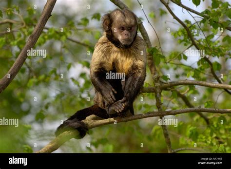 Yellow Breasted Capuchin Cebus Xanthosternos Stock Photo Alamy