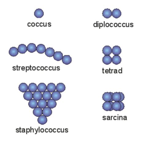 Bacterial Taxonomy Flashcards Quizlet