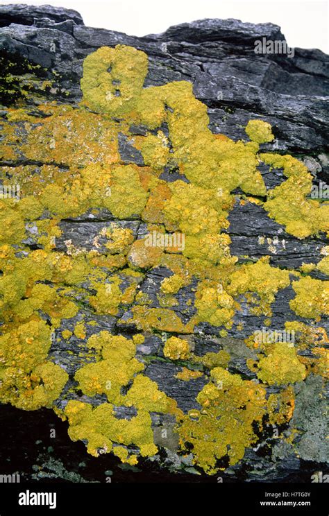 Lichens And Moss On Rock Antarctica Stock Photo Alamy