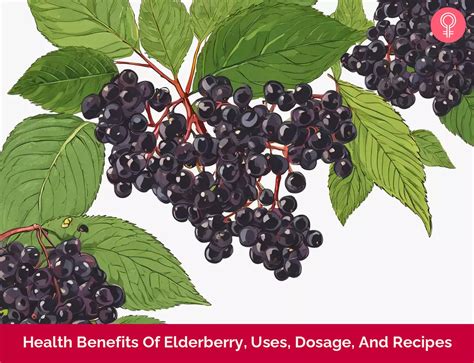 14 Health Benefits Of Elderberry Uses Dosage And Recipes