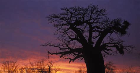 Trees of South Africa - South African Indigenous Trees List