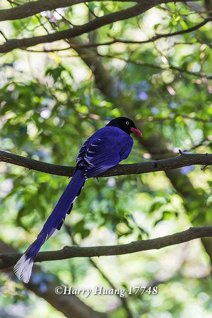 Harry17748台灣藍鵲藍鵲鳥類保育類動物台灣特有種長尾山娘陽明山國家公園陽明山國家公園台北市北投區台北 A