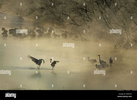 Japanese Crane bowing to his mate Hokkaido Island Japan Stock Photo - Alamy