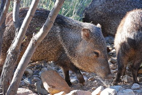 wild Javelina | in a herd of about 20 animals passing throug… | Flickr