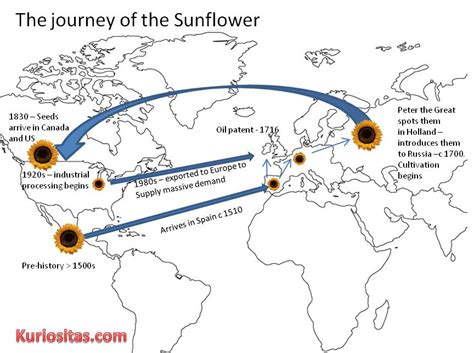 The Strange History of the Sunflower ~ Kuriositas