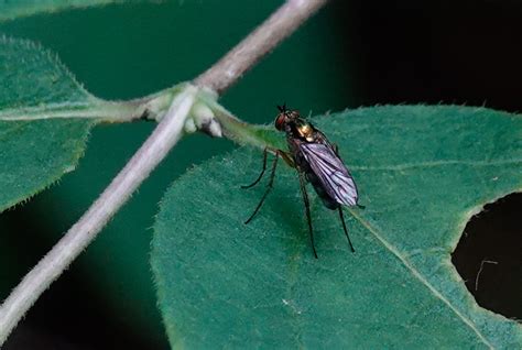 Long Legged Flies From Richmond Hill ON Canada On June 27 2024 At 11