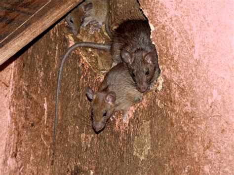 Rodent Exclusion Safer Home Services